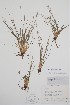  (Isoetes x robusta - BABY-06176)  @11 [ ] by (2022) Unspecified B.A. Bennett Herbarium (BABY)