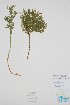  (Lycopodiales - BABY-09559)  @11 [ ] by (2022) Unspecified B.A. Bennett Herbarium (BABY)