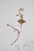  (Diphasiastrum - BABY-11428)  @11 [ ] by (2022) Unspecified B.A. Bennett Herbarium (BABY)