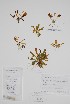  ( - BABY-11846b)  @11 [ ] by (2022) Unspecified B.A. Bennett Herbarium (BABY)