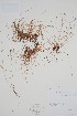  ( - BABY-04890)  @11 [ ] by (2022) Unspecified B.A. Bennett Herbarium (BABY)