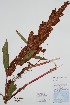  (Rumex longifolius - BABY-11289)  @11 [ ] by (2022) Unspecified B.A. Bennett Herbarium (BABY)