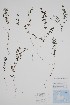  (Galium labradoricum - BABY-11156)  @11 [ ] by (2022) Unspecified B.A. Bennett Herbarium (BABY)
