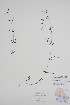  (Galium palustre - BABY-10925)  @11 [ ] by (2022) Unspecified B.A. Bennett Herbarium (BABY)
