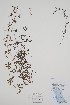  ( - BABY-07841)  @11 [ ] by (2022) Unspecified B.A. Bennett Herbarium (BABY)