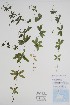  ( - BABY-11093)  @11 [ ] by (2022) Unspecified B.A. Bennett Herbarium (BABY)