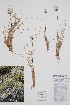  (Eriophorum vaginatum - CCDB-25898-B6)  @11 [ ] by (2022) Unspecified B.A. Bennett Herbarium (BABY)