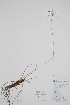  ( - CCDB-25898-C1)  @11 [ ] by (2022) Unspecified B.A. Bennett Herbarium (BABY)