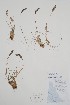  ( - CCDB-25898-E5)  @11 [ ] by (2022) Unspecified B.A. Bennett Herbarium (BABY)