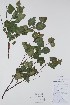 ( - BABY-09280)  @11 [ ] CreativeCommons  Attribution (Bruce A. Bennett) (2018) Unspecified B.A. Bennett Yukon Herbarium