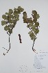  ( - BABY-01029)  @11 [ ] CreativeCommons  Attribution (Bruce A. Bennett) (2018) Unspecified B.A. Bennett Yukon Herbarium