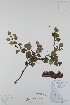  ( - BABY-00312)  @11 [ ] CreativeCommons  Attribution (Bruce A. Bennett) (2018) Unspecified B.A. Bennett Yukon Herbarium
