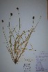  ( - BABY-10420)  @11 [ ] CreativeCommons  Attribution (Bruce A. Bennett) (2018) Unspecified B.A. Bennett Yukon Herbarium