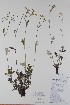  ( - BABY-10520)  @11 [ ] CreativeCommons  Attribution (Bruce A. Bennett) (2018) Unspecified B.A. Bennett Yukon Herbarium