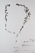  ( - BABY-08647)  @11 [ ] CreativeCommons  Attribution (Bruce A. Bennett) (2018) Unspecified B.A. Bennett Yukon Herbarium