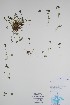  ( - BABY-08903)  @11 [ ] CreativeCommons  Attribution (Bruce A. Bennett) (2018) Unspecified B.A. Bennett Yukon Herbarium