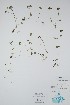  ( - BABY-08433)  @11 [ ] CreativeCommons  Attribution (Bruce A. Bennett) (2018) Unspecified B.A. Bennett Yukon Herbarium