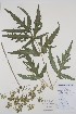  (Heracleum sphondylium subsp. sibiricum - BABY-09970)  @11 [ ] CreativeCommons - Attribution (2019) Unspecified Unspecified