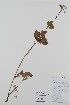  ( - BABY-10313)  @11 [ ] CreativeCommons - Attribution (2019) Unspecified Unspecified