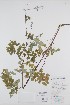  ( - BABY-08545)  @11 [ ] CreativeCommons - Attribution (2019) Unspecified Unspecified