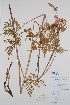  ( - BABY-02656)  @11 [ ] CreativeCommons - Attribution (2020) Unspecified B.A. Bennett Herbarium (BABY)