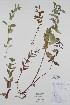  ( - BABY-09306)  @11 [ ] CreativeCommons - Attribution (2020) Unspecified B.A. Bennett Herbarium (BABY)