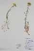  ( - BABY-07862)  @11 [ ] by (2020) Unspecified B.A. Bennett Herbarium (BABY)