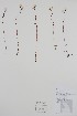  ( - BABY-07918)  @11 [ ] by (2020) Unspecified B.A. Bennett Herbarium (BABY)