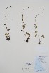  ( - BABY-05864)  @11 [ ] by (2020) Unspecified B.A. Bennett Herbarium (BABY)