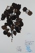  (Pyrus nivalis - BABY-11499)  @11 [ ] by (2020) Unspecified B.A. Bennett Herbarium (BABY)