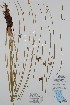 (Juncus pylaei - BABY-11506)  @11 [ ] by (2020) Unspecified B.A. Bennett Herbarium (BABY)