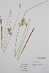  ( - BABY-10659)  @11 [ ] by (2020) Unspecified B.A. Bennett Herbarium (BABY)