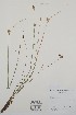  ( - BABY-10112)  @11 [ ] by (2020) Unspecified B.A. Bennett Herbarium (BABY)