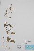  (Jasminum fluminense - BABY-09144)  @11 [ ] by (2020) Unspecified B.A. Bennett Herbarium (BABY)