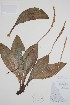  ( - BABY-03240)  @11 [ ] by (2020) Unspecified B.A. Bennett Herbarium (BABY)