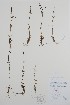  ( - BABY-03172)  @11 [ ] by (2020) Unspecified B.A. Bennett Herbarium (BABY)