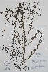  (Suaeda linifolia - BABY-11533)  @11 [ ] by (2020) Unspecified B.A. Bennett Herbarium (BABY)