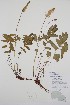  ( - BABY-03999)  @11 [ ] by (2020) Unspecified B.A. Bennett Herbarium (BABY)