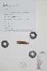  ( - CCDB-42644-A1)  @11 [ ] by (2023) Unspecified B.A. Bennett Herbarium (BABY)