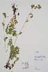  ( - CCDB-42644-D10)  @11 [ ] by (2023) Unspecified B.A. Bennett Herbarium (BABY)