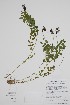  ( - CCDB-42644-D4)  @11 [ ] by (2023) Unspecified B.A. Bennett Herbarium (BABY)
