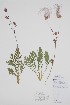  ( - CCDB-42644-D6)  @11 [ ] by (2023) Unspecified B.A. Bennett Herbarium (BABY)