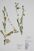  ( - CCDB-42644-D7)  @11 [ ] by (2023) Unspecified B.A. Bennett Herbarium (BABY)