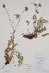  ( - CCDB-42644-D8)  @11 [ ] by (2023) Unspecified B.A. Bennett Herbarium (BABY)