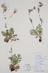  ( - CCDB-42644-D9)  @11 [ ] by (2023) Unspecified B.A. Bennett Herbarium (BABY)