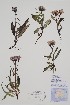  ( - CCDB-42644-E6)  @11 [ ] by (2023) Unspecified B.A. Bennett Herbarium (BABY)