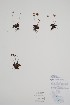  ( - CCDB-42644-F5)  @11 [ ] by (2023) Unspecified B.A. Bennett Herbarium (BABY)
