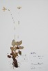  ( - CCDB-42644-G12)  @11 [ ] by (2023) Unspecified B.A. Bennett Herbarium (BABY)