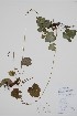  ( - CCDB-42644-H2)  @11 [ ] by (2023) Unspecified B.A. Bennett Herbarium (BABY)