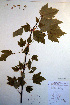  ( - CCDB-18321-H1)  @11 [ ] CreativeCommons - Attribution Non-Commercial Share-Alike (2012) CBG Photography Group Unspecified